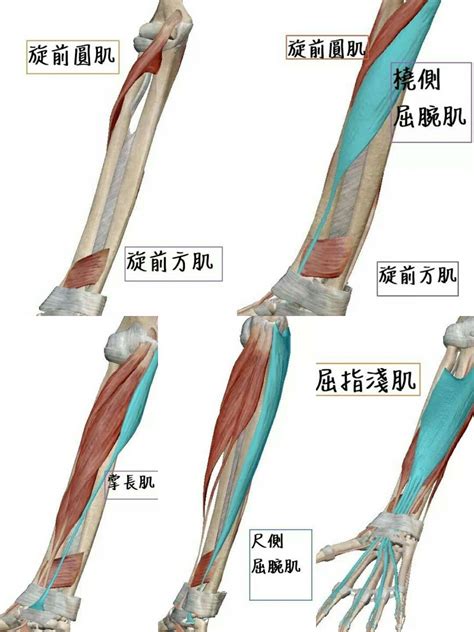 一肘多長|肘 (單位)